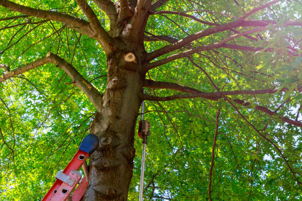 Residential Tree Removal in Pleasant View, UT